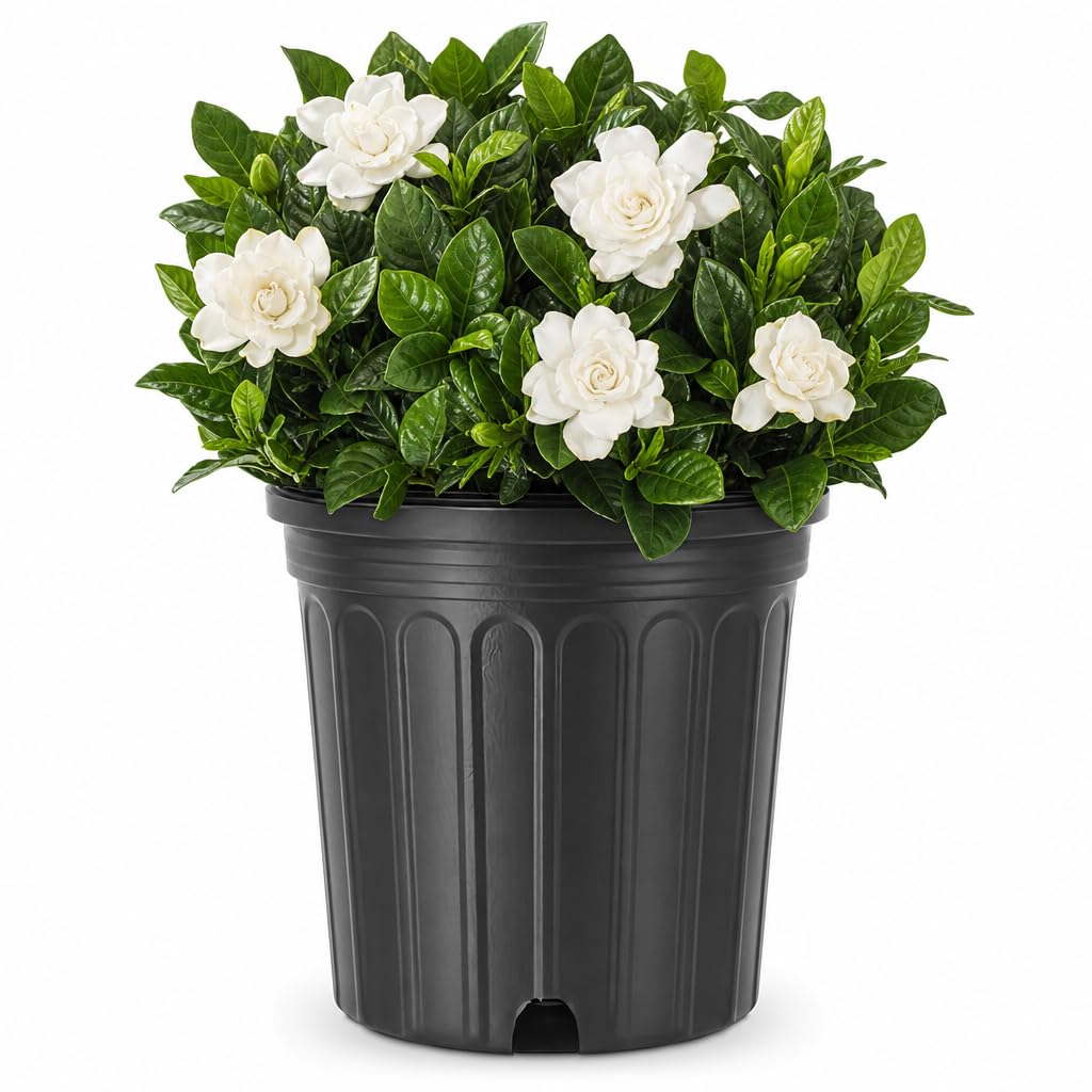 Gardenia Jasminoides 3 Gallon Live Shrub C667