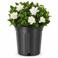 Gardenia Jasminoides 3 Gallon Live Shrub C667